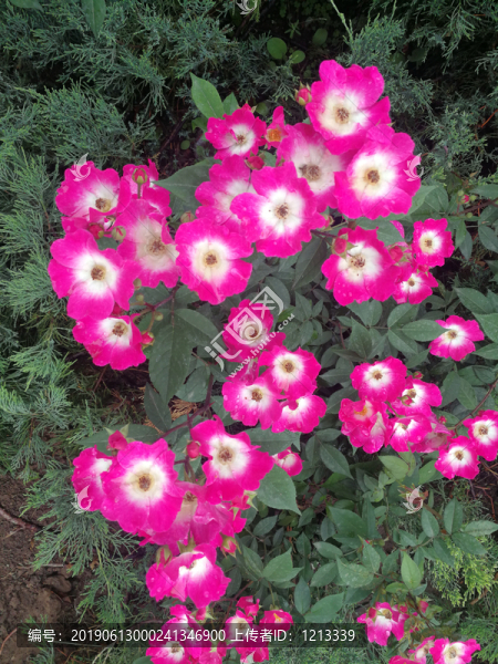 單瓣月季花