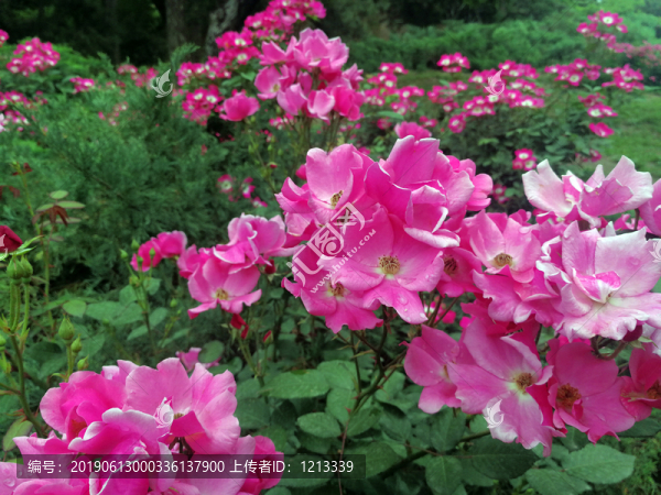 單瓣月季花