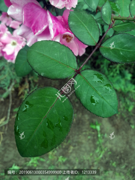 單瓣月季花