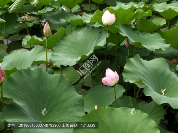 荷花荷塘
