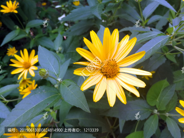賽菊芋