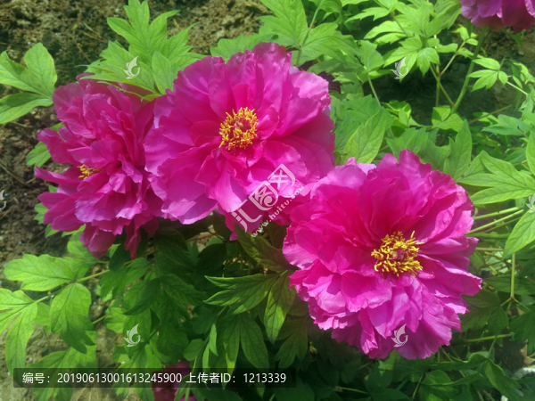 芍藥花