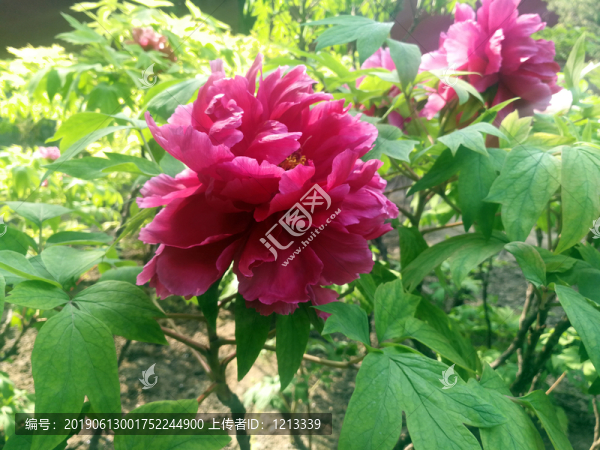 芍藥花