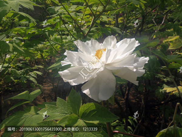 芍藥花