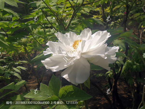芍藥花