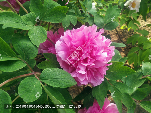 芍藥花