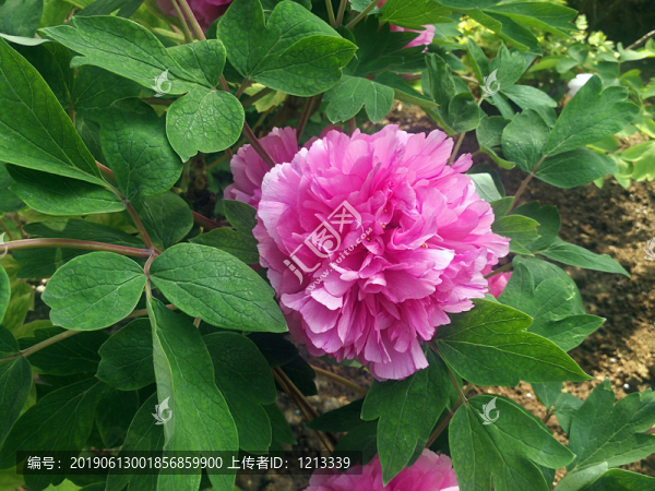芍藥花