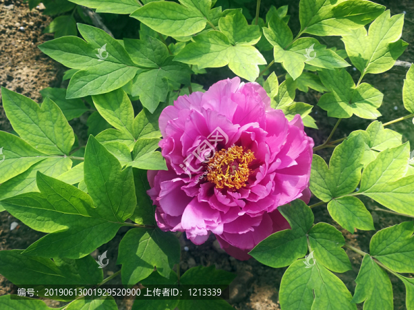 芍藥花