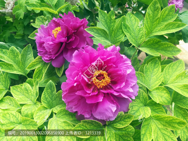芍藥花