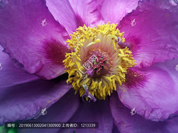 芍藥花