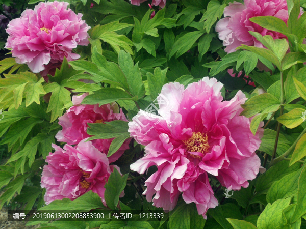 芍藥花