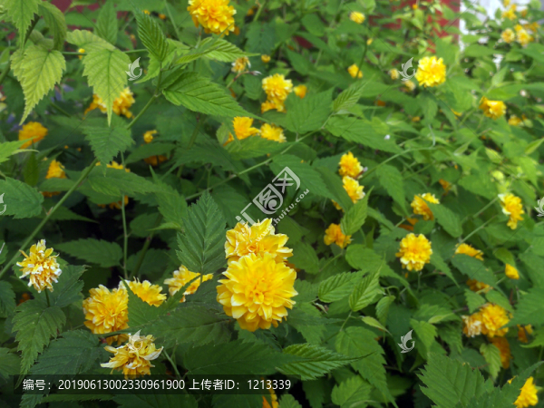 重瓣棣棠花