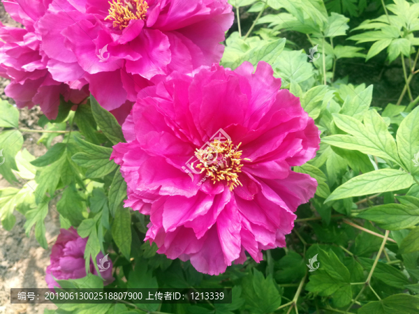 芍藥花