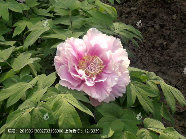 芍藥花開