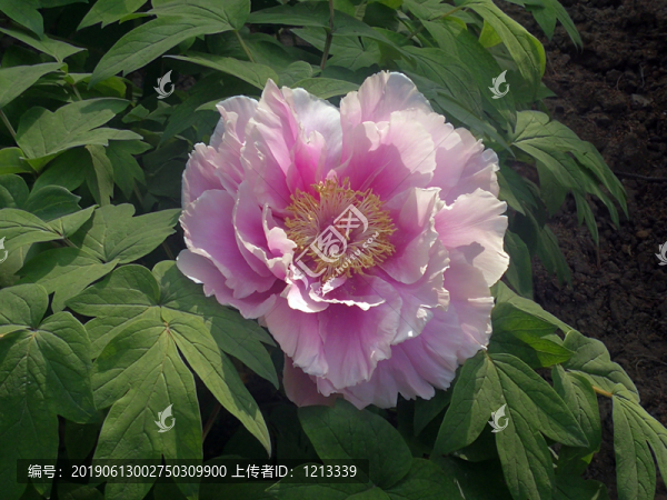 芍藥花開