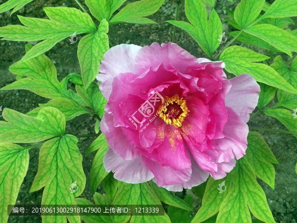 芍藥花