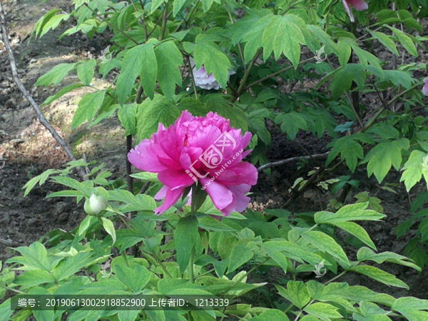 芍藥花