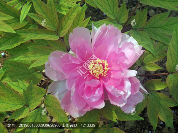 芍藥花