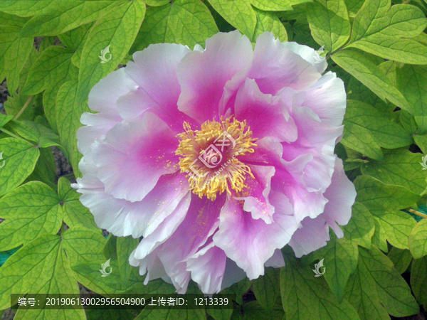 芍藥花