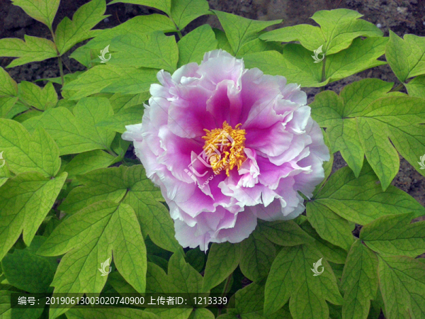 芍藥花