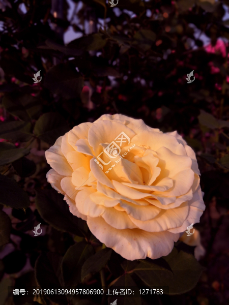 月季花
