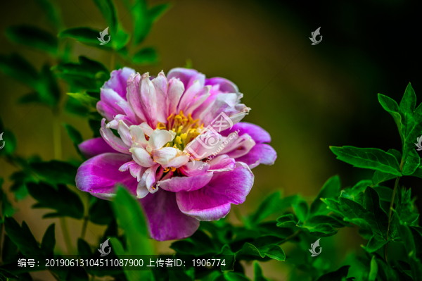 盛開(kāi)的牡丹花