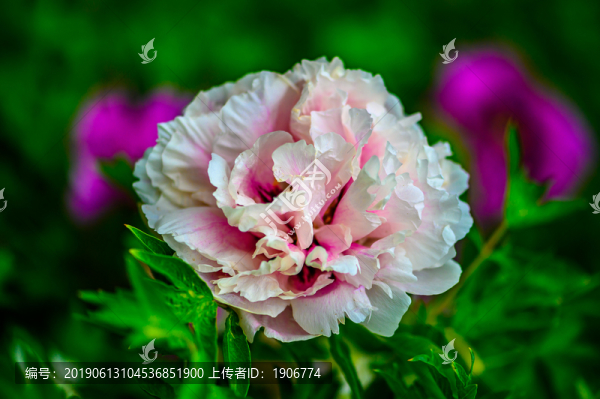 盛開的牡丹花