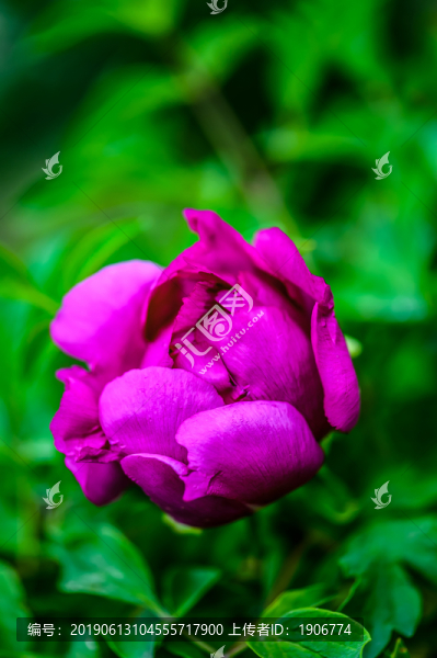 盛開(kāi)的牡丹花
