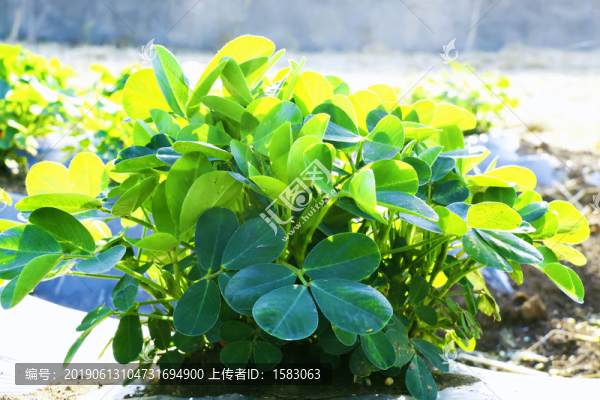 花生苗