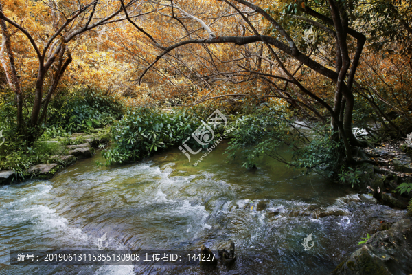 荔波水上森林