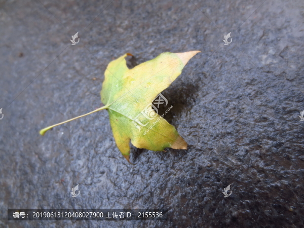 雨后楓葉特寫