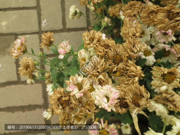 枯菊
