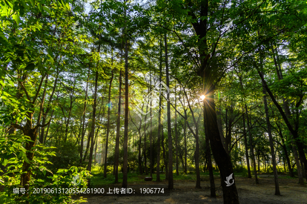 長春南湖公園森林景觀