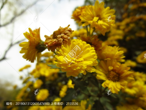 凋謝的菊花