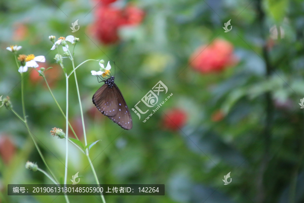 蝶戀花