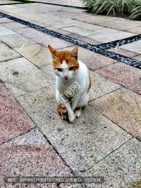 貓