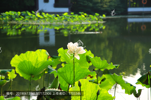 曲院風(fēng)荷景區(qū)