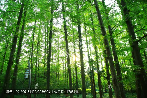 森林