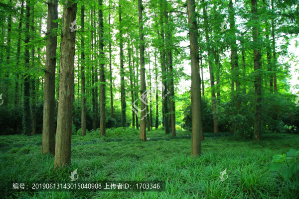 森林