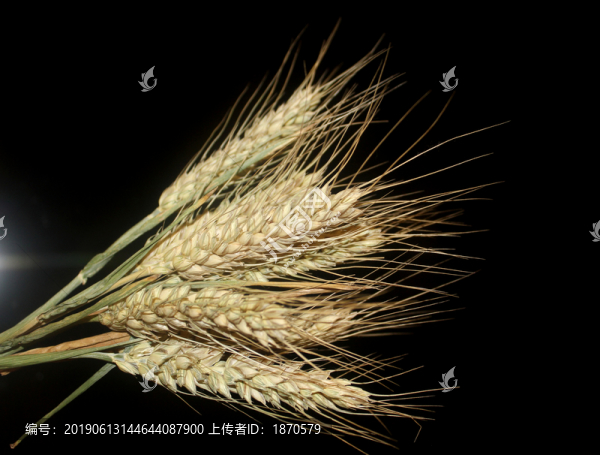 麥穗