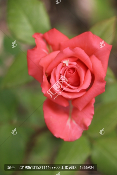 月季花