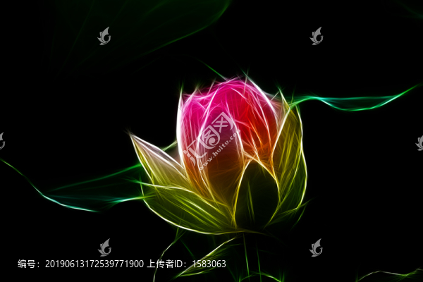 荷花