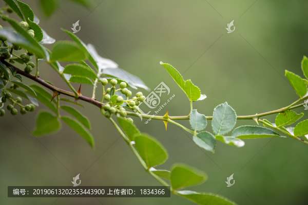 青花椒