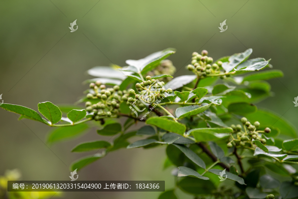青花椒