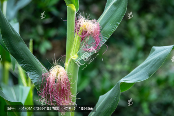 玉米花
