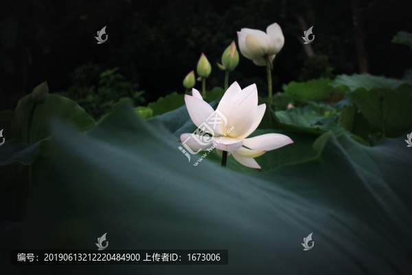 白荷花