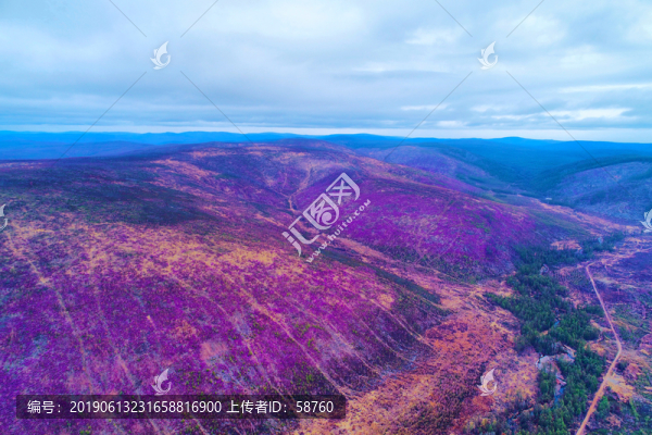 杜鵑花染紅大興安嶺山林