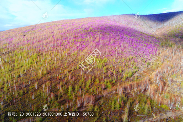 染紅山林的杜鵑花