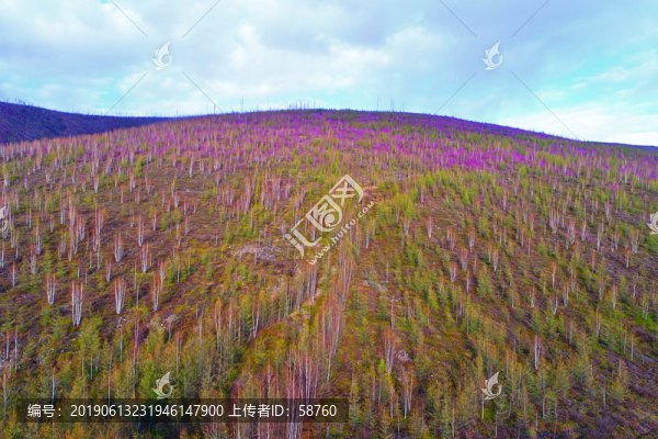 杜鵑花染紅的山林