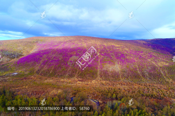 杜鵑花染紅的山林